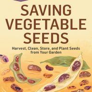 saving vegetable seeds